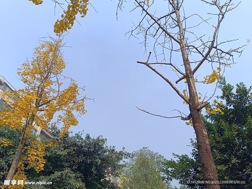 秋日银杏与挺拔树木