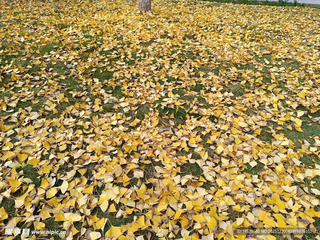 金黄银杏叶铺满地面美景