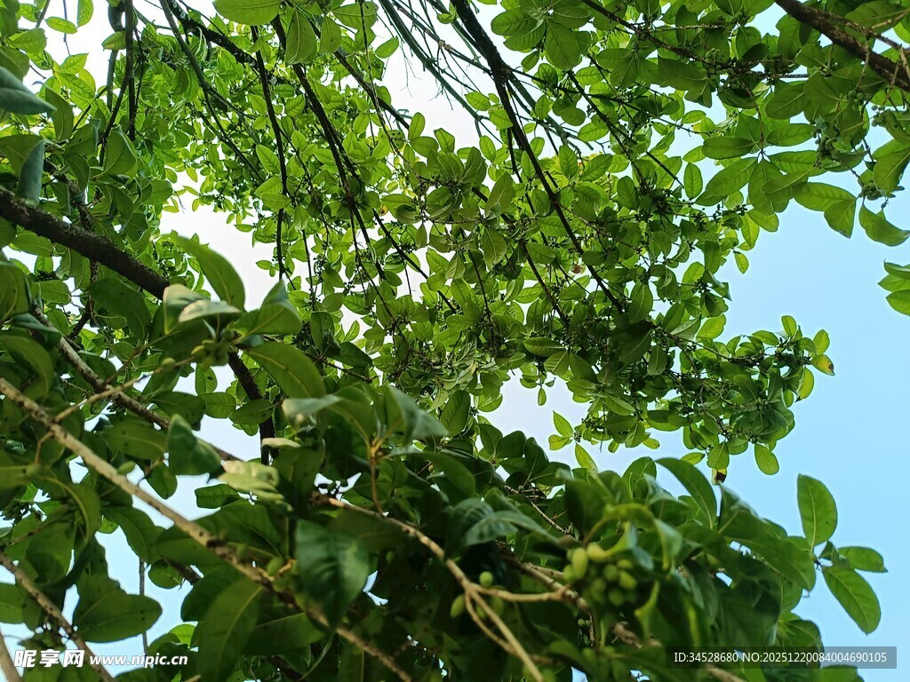 绿叶繁茂的树枝