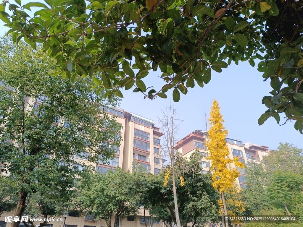 秋日绿树掩映下的建筑