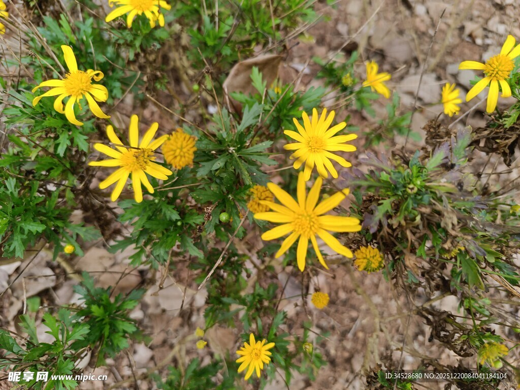 地面绽放的黄色小花