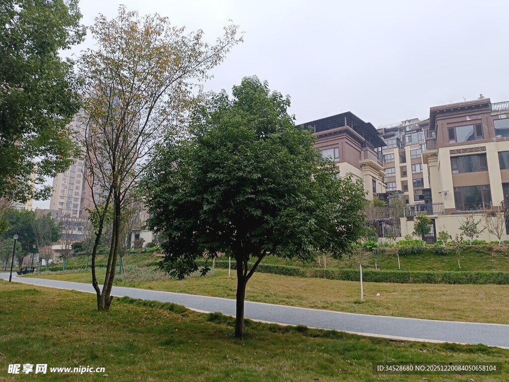 小区旁的绿树与建筑景观