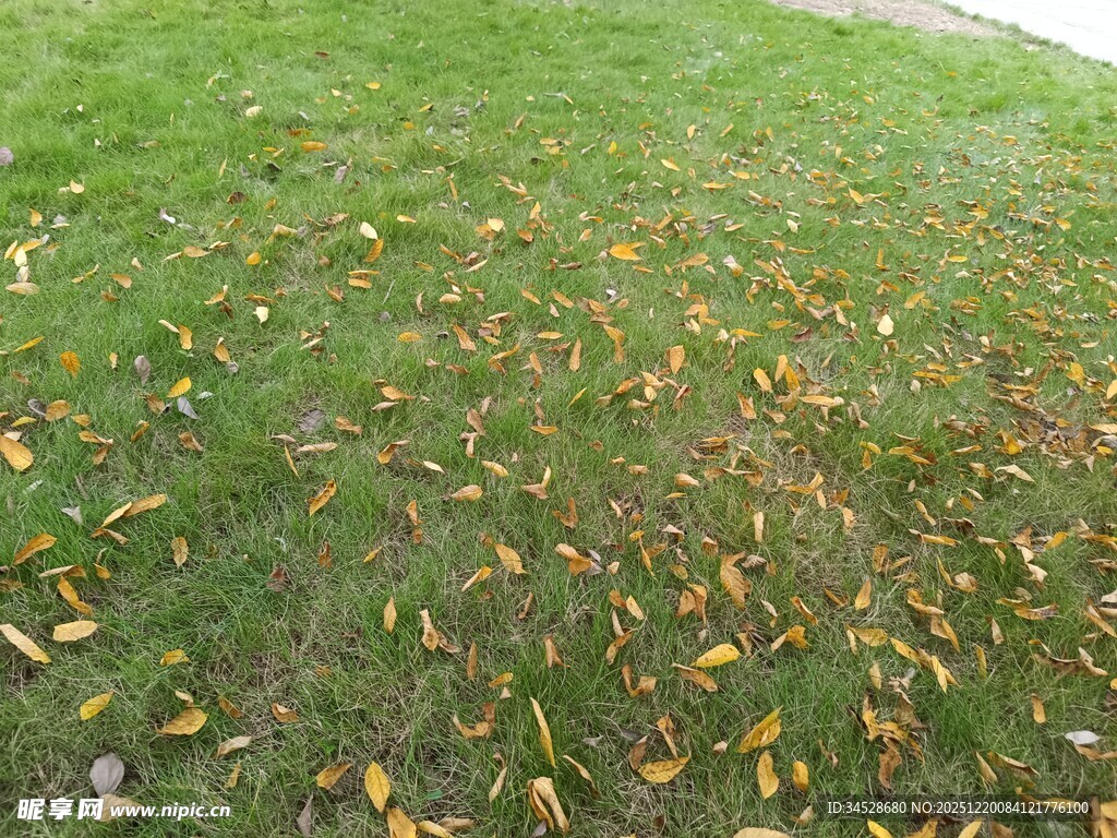 草地散落金黄秋叶
