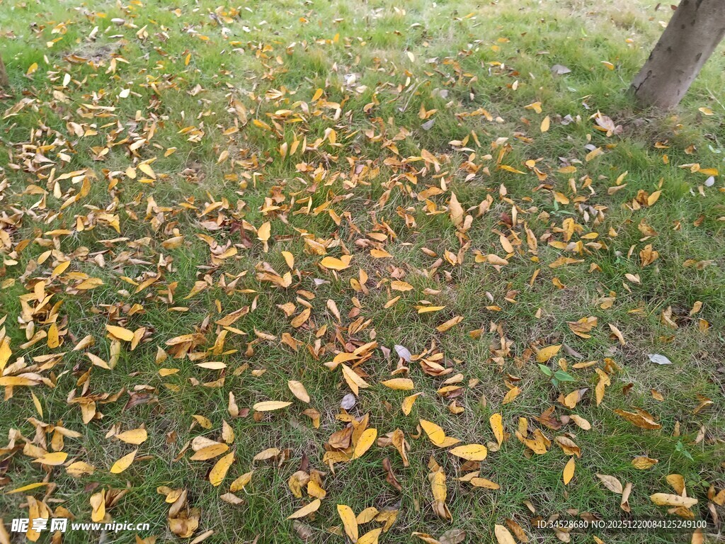 草地落叶秋景图