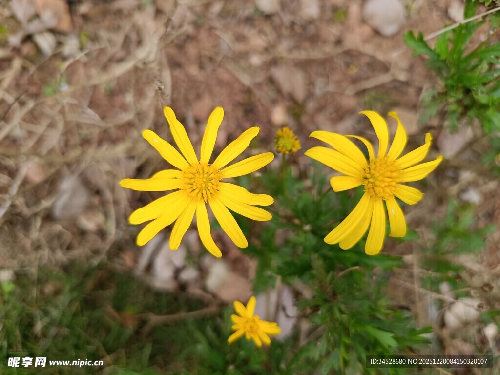 三朵黄色小花绽放