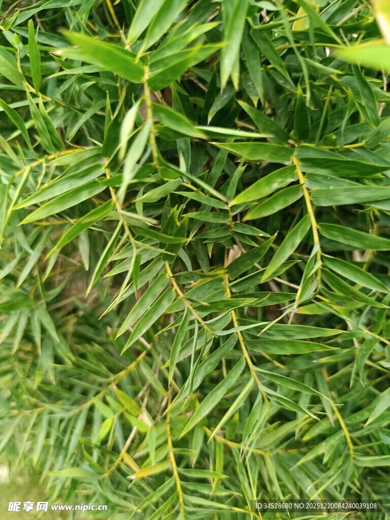 翠绿细长叶片植物特写