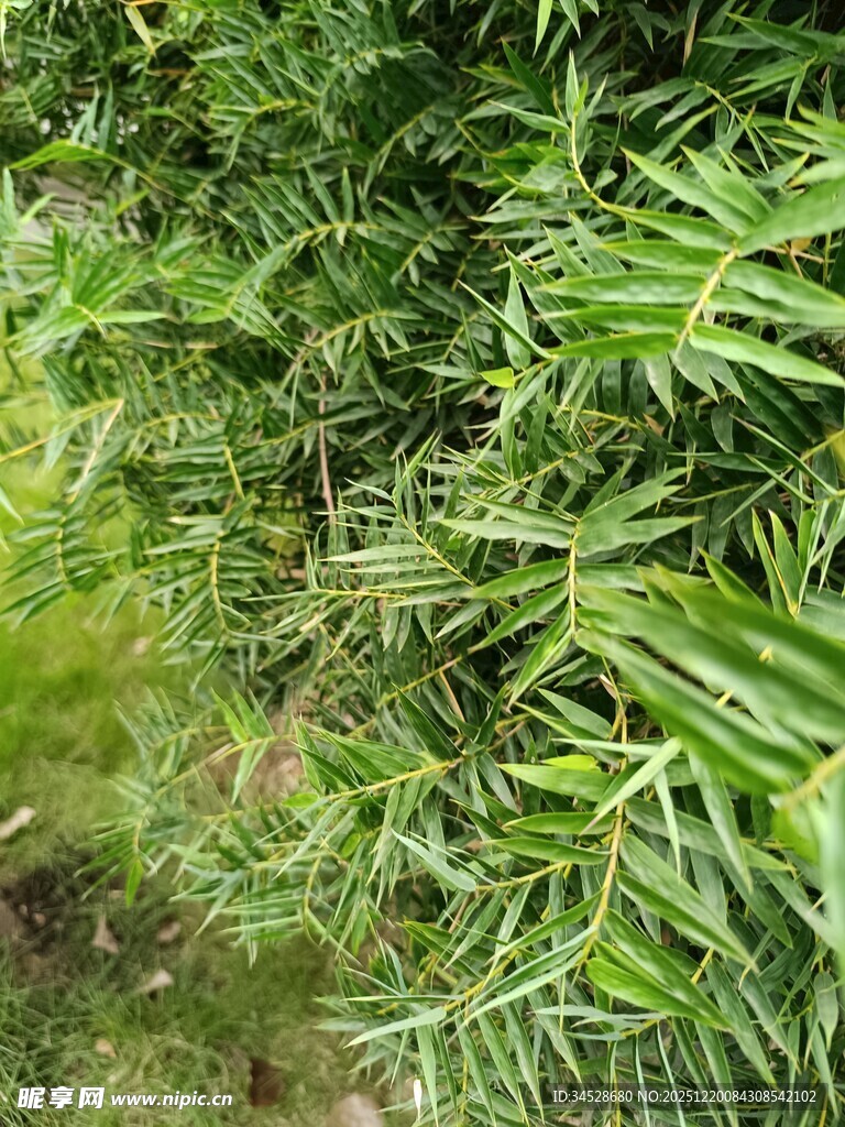 茂密翠绿的丛生植物