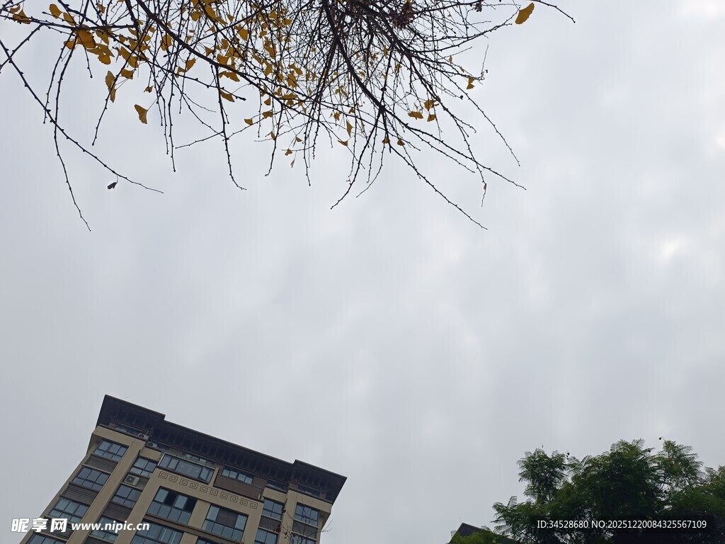 仰视高楼与枝叶