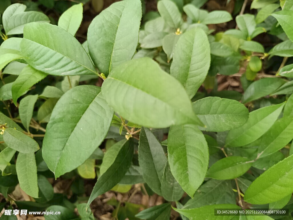 嫩绿叶片的植物特写