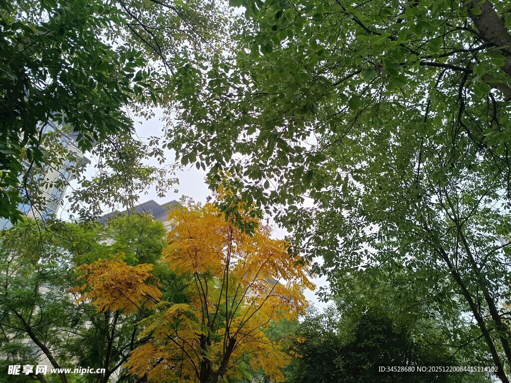 林间黄叶点缀翠绿树冠