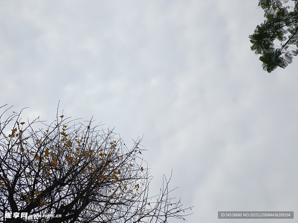 仰视天空中的树木景象