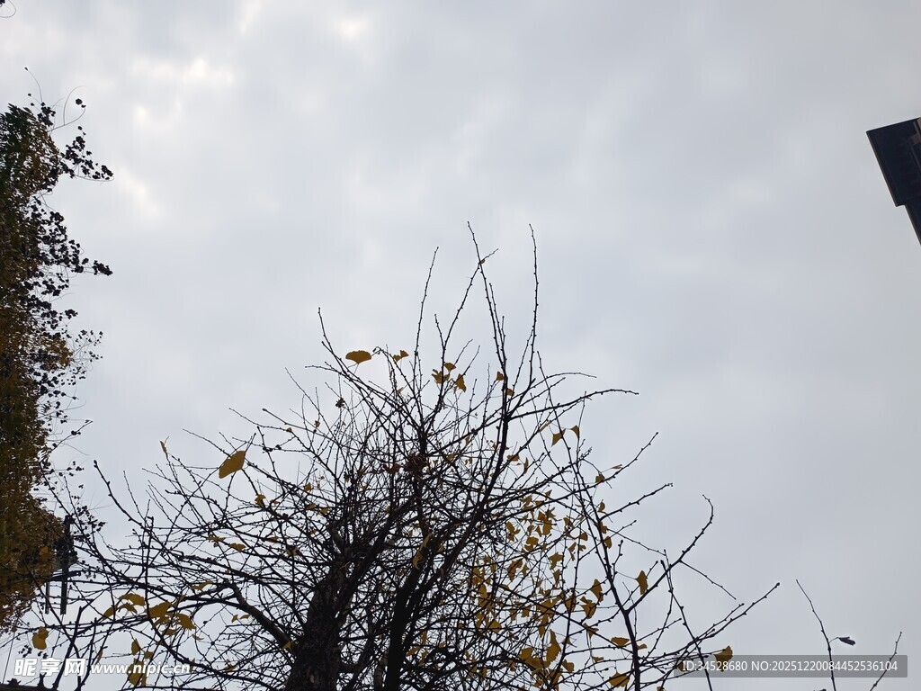 秋日枯树与阴沉天空