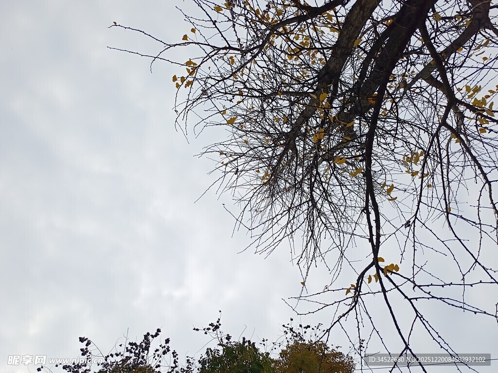 枯枝伸向灰白天空