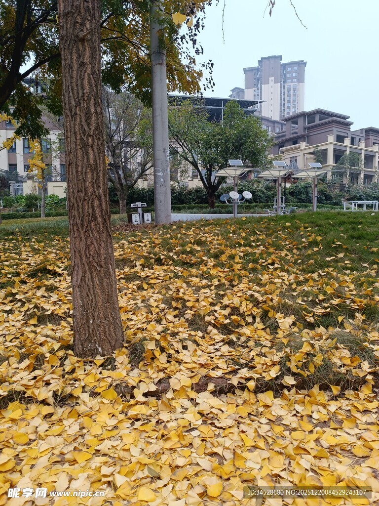 秋日树下金黄落叶美景