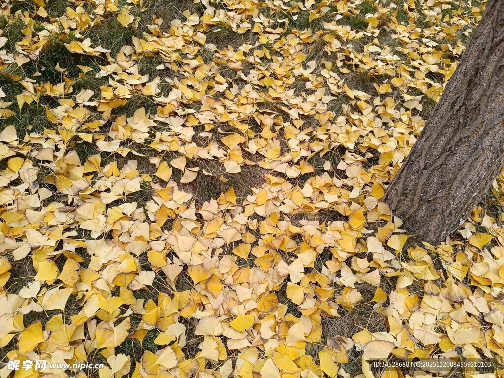 树下金黄银杏落叶美景