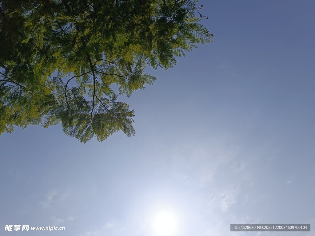 阳光下的枝叶与蓝天