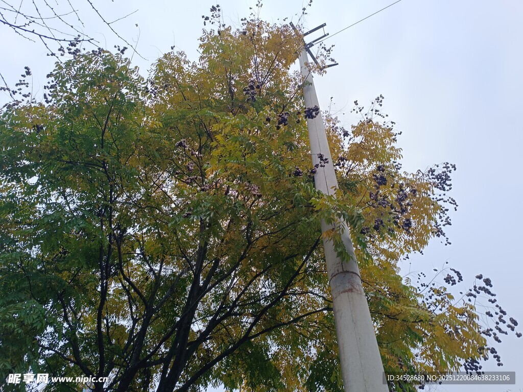 秋日路灯旁的葱郁树木