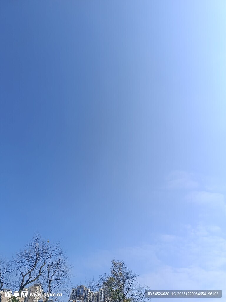 蓝天之下的树木景致