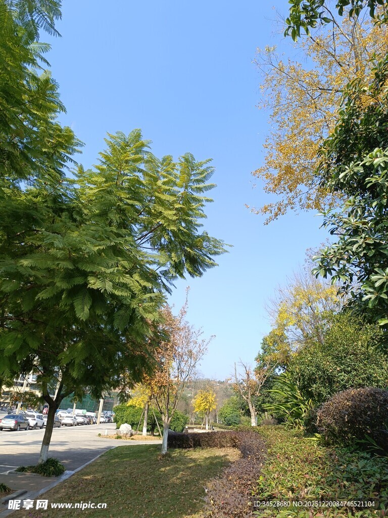 秋日公园林荫美景