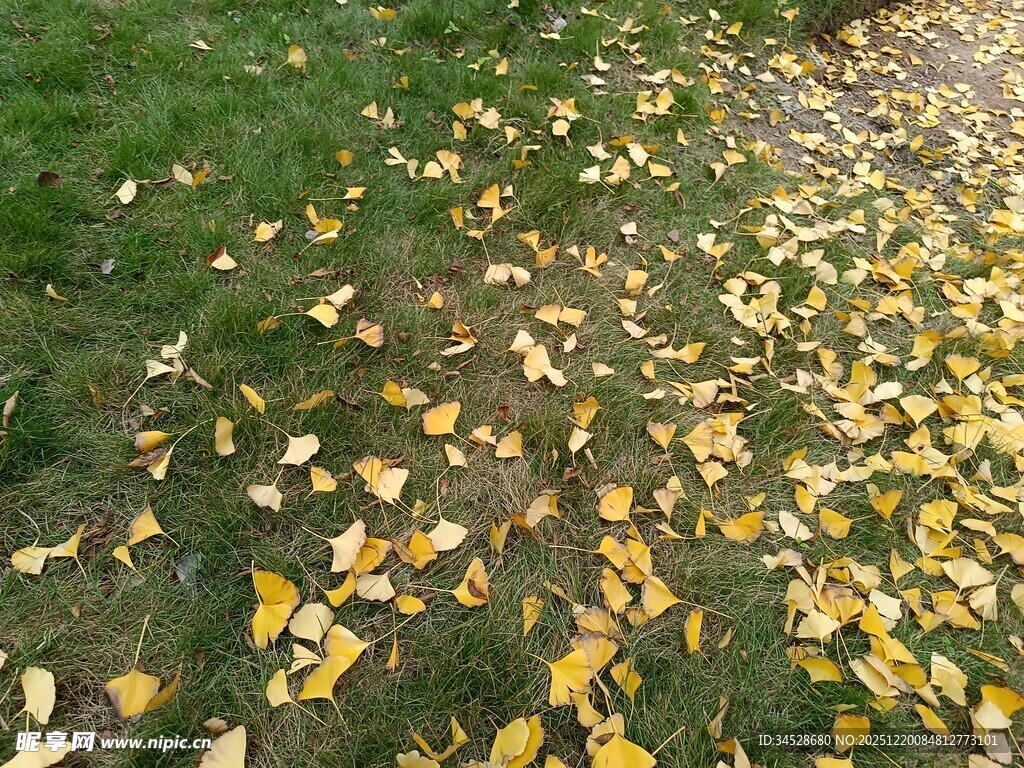 草地散落金黄秋叶