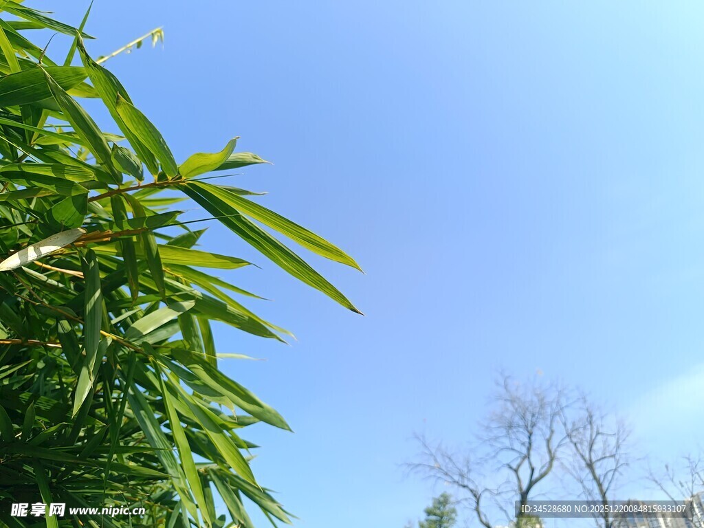 蓝天翠竹景致
