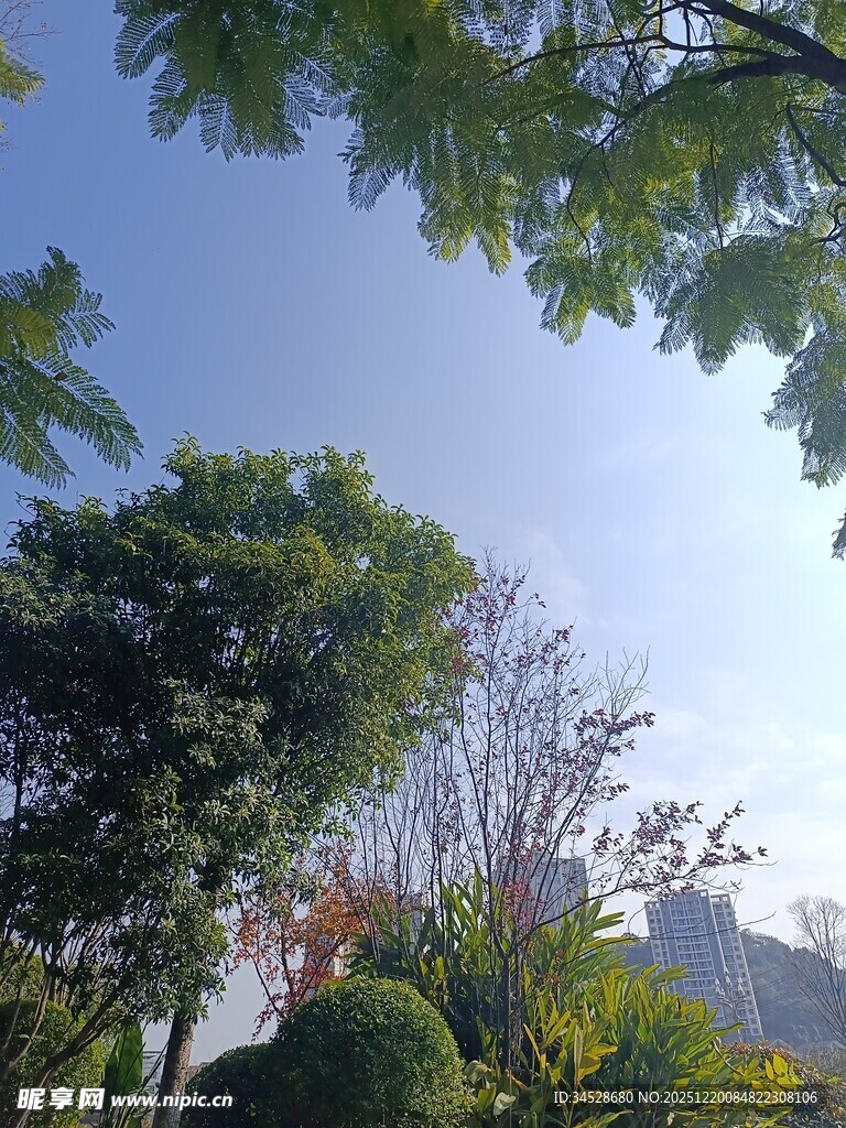 阳光下的绿树景观