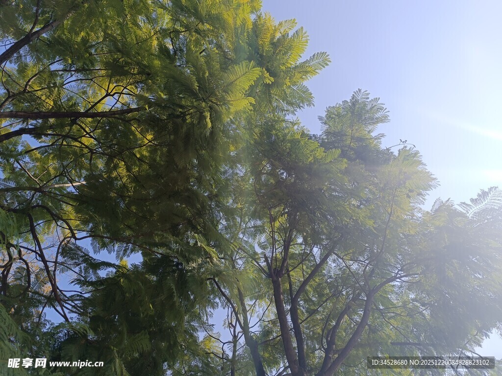 阳光洒落林间树木