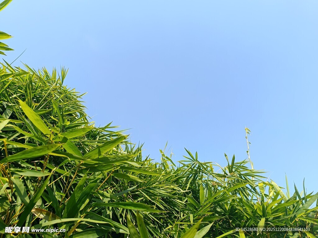 翠绿竹叶映蓝天