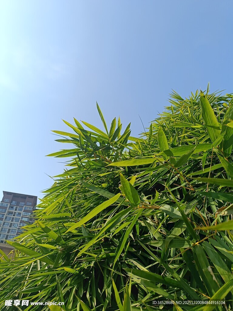 翠绿竹叶与远处高楼