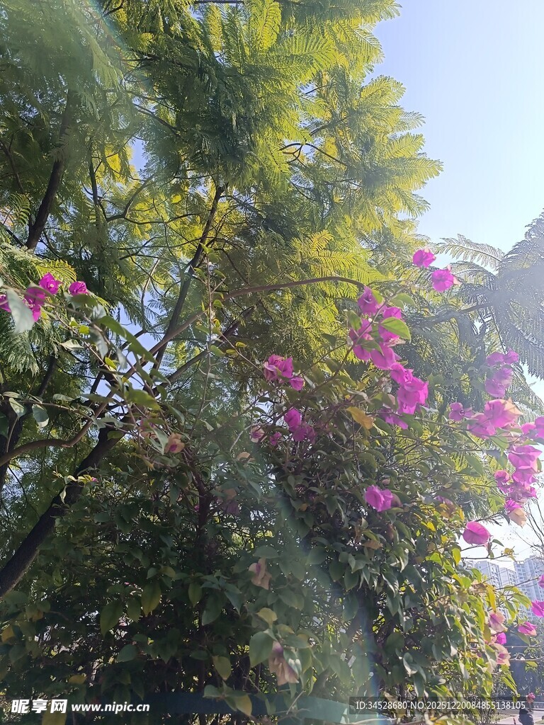 繁花绿树间的自然景致