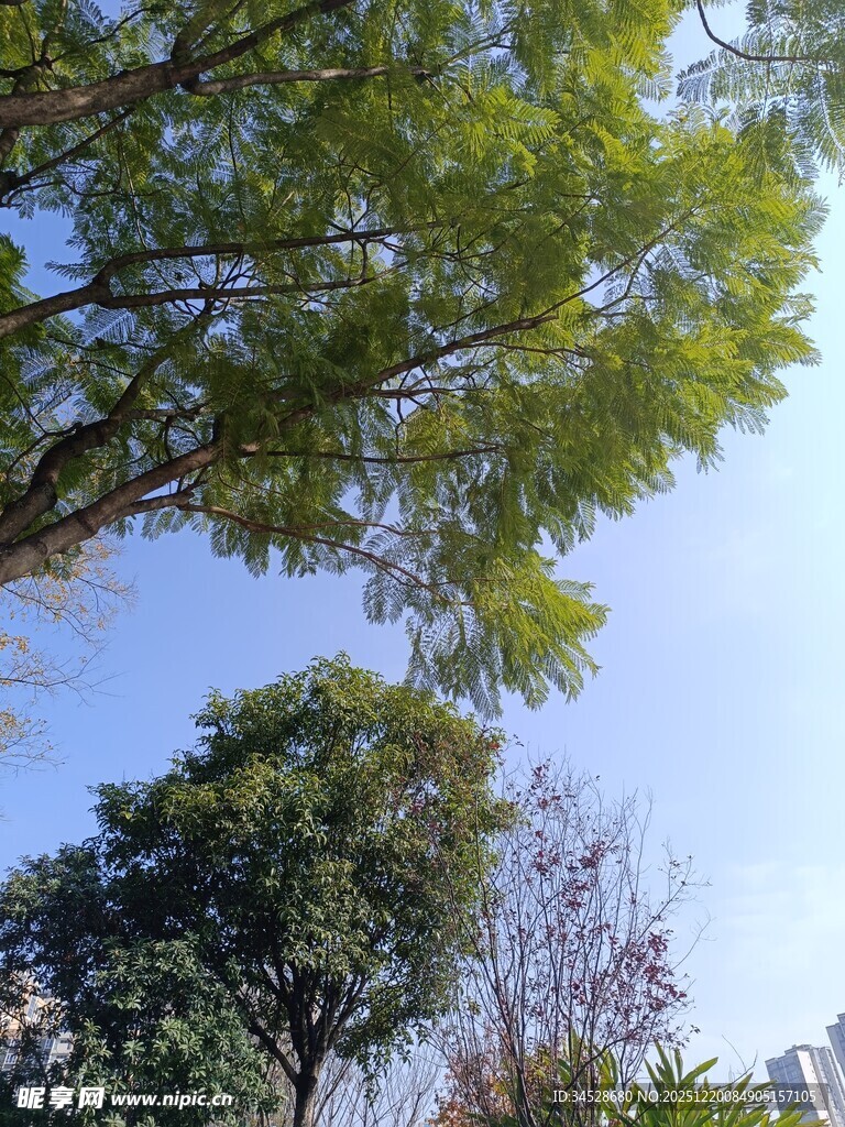 仰视葱郁树木与蓝天