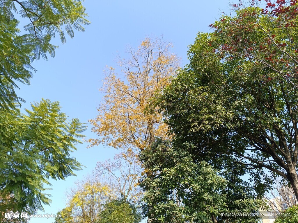 秋日树林蓝天美景