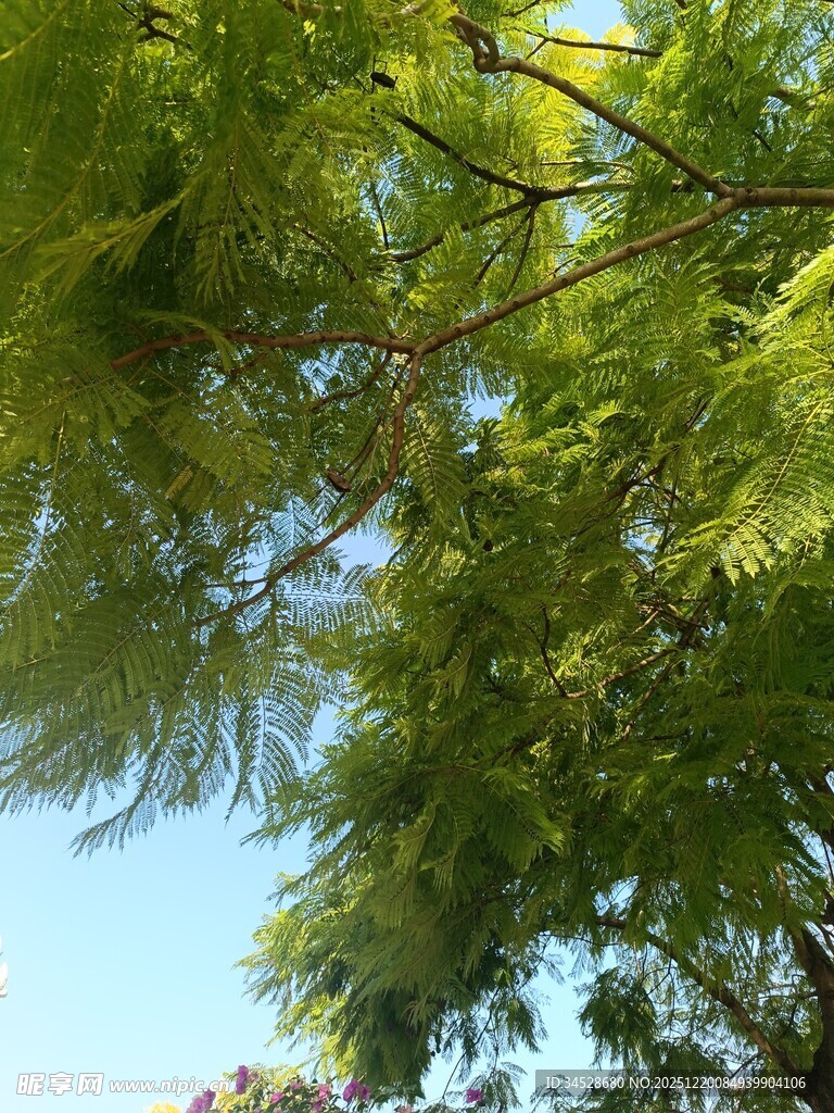 仰视翠绿繁茂的松树枝