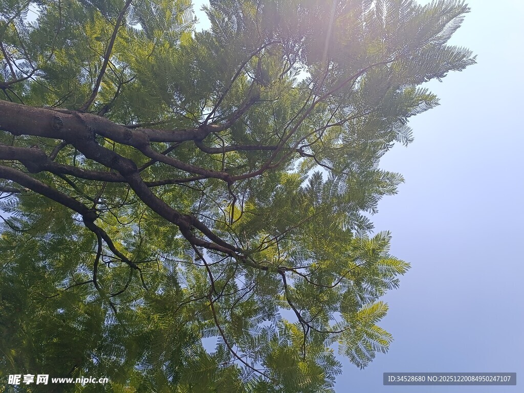 透过枝叶看晴朗天空