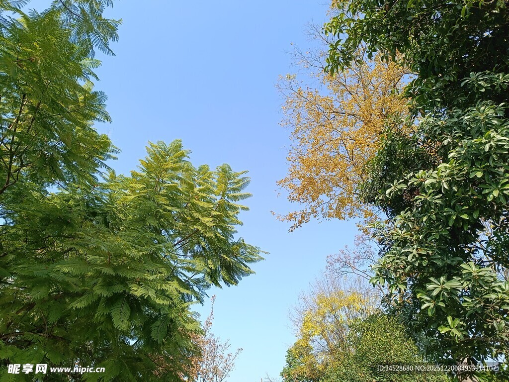 仰视葱郁树林蓝天美景