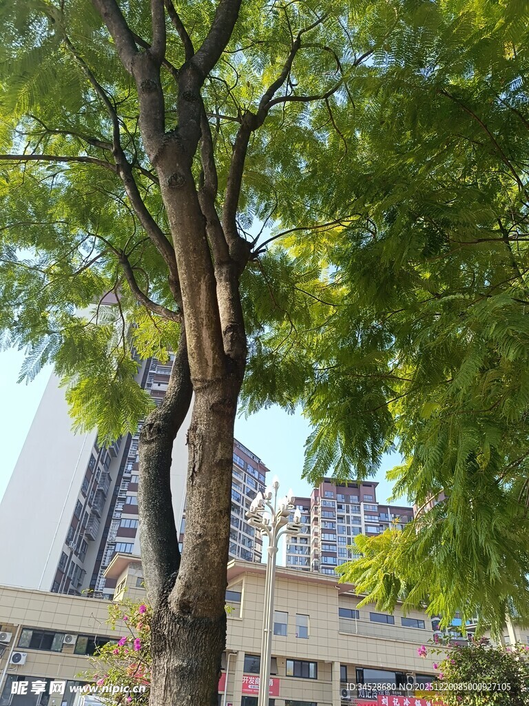 城市中葱郁大树与建筑景观