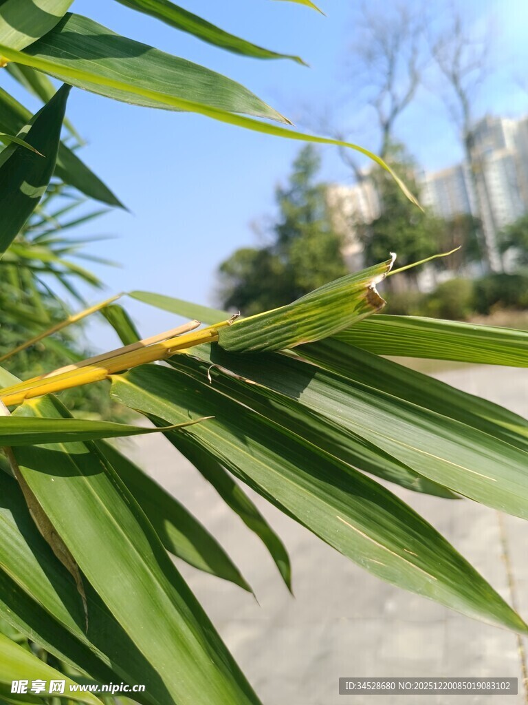 翠绿竹叶与蓝天相映