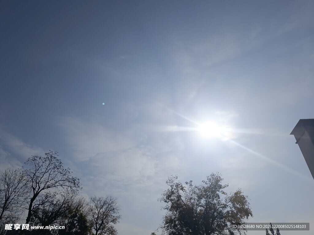 晴朗天空下的树木与阳光