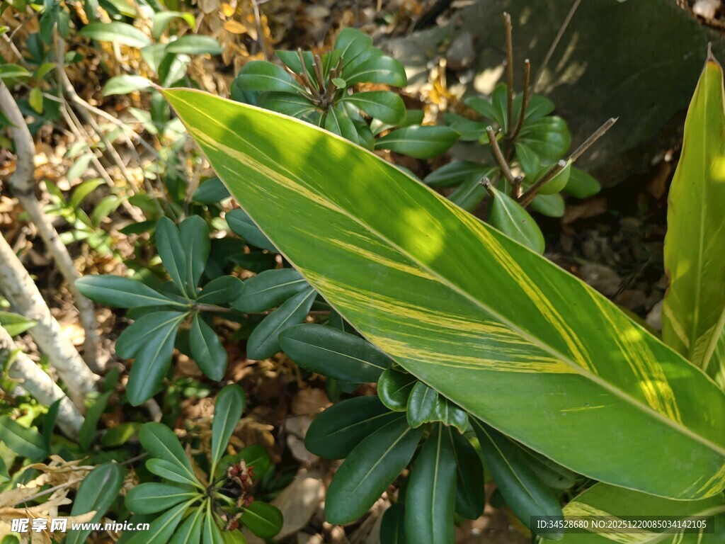 翠绿叶片与周边植物景致