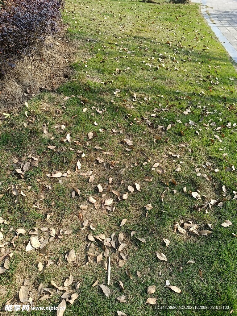 草地散落的枯叶景象