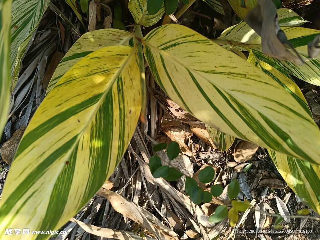 黄绿条纹叶片植物特写