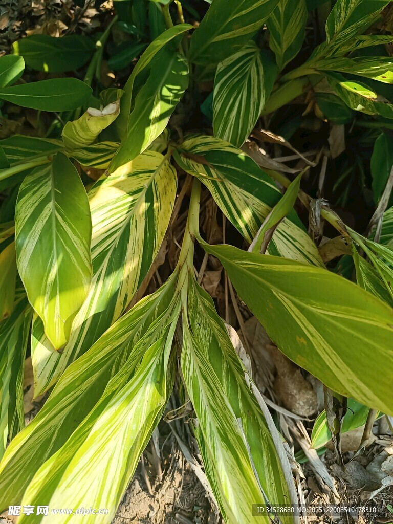 黄绿相间叶片植物特写
