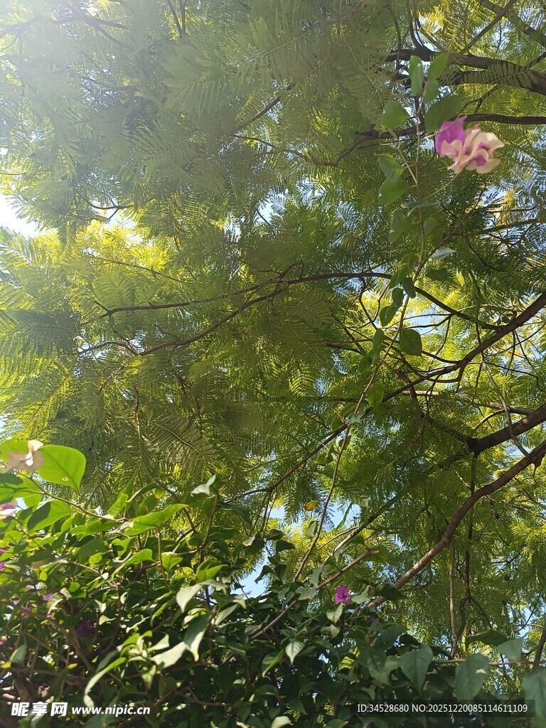 阳光洒落的绿意盎然景致