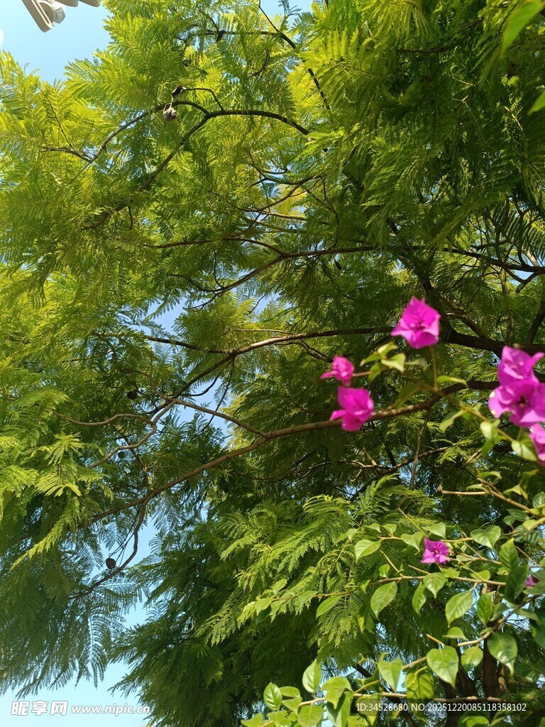 绿叶间绽放的艳丽花朵