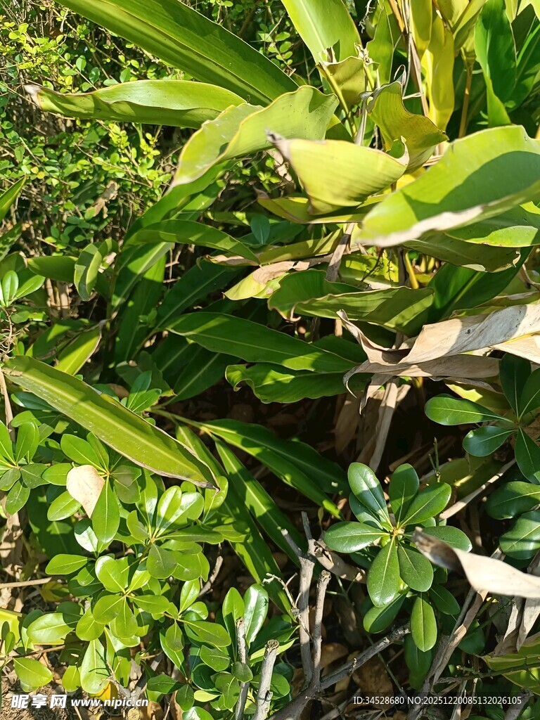 绿叶繁茂的热带植物景观