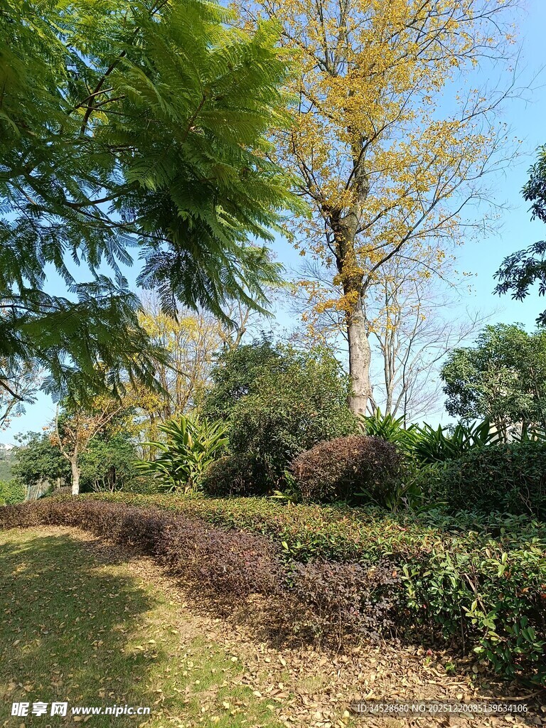 秋日公园绿意盎然景致