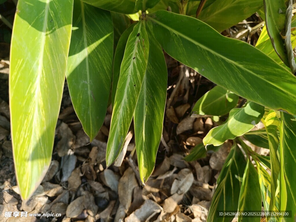 阳光下的翠绿植物叶片