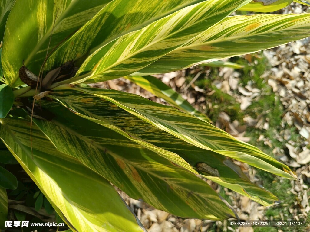 黄绿相间的斑斓叶片