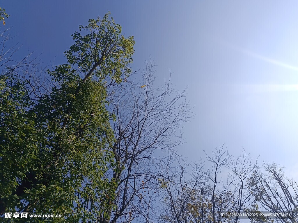 阳光下的绿树蓝天