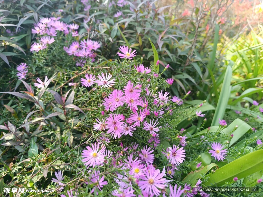 紫色花卉绽放于绿叶间